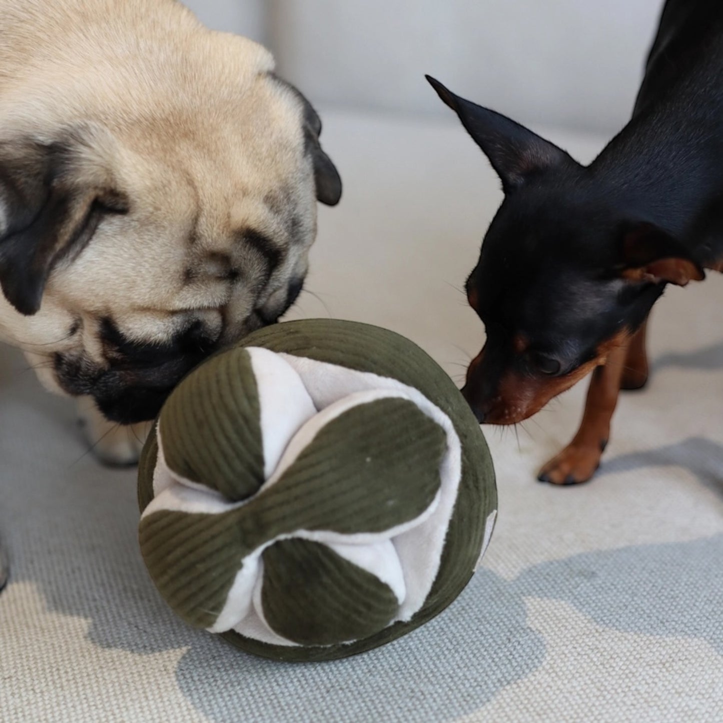 Schnüffelball