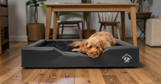 Hundebett bei Arthrose – gelenkschonender Schlaf für deinen Hund
